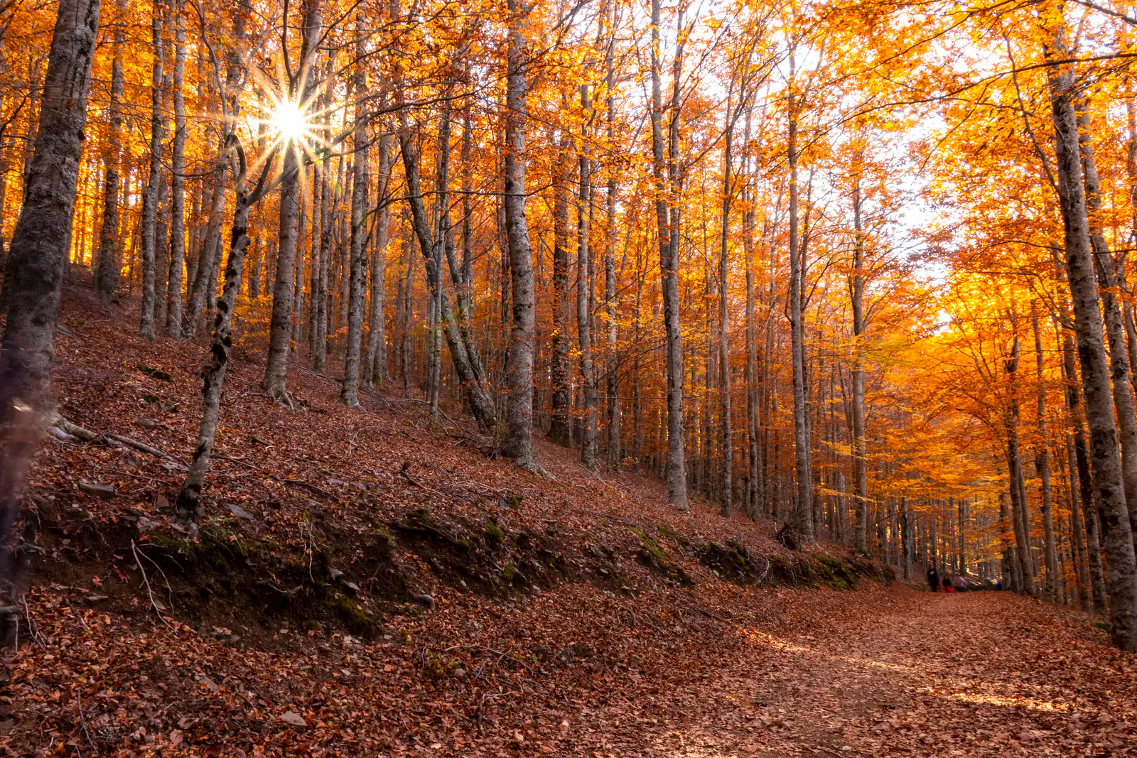 Sol a romper entre os troncos das faias, na floresta de São Lourenço.